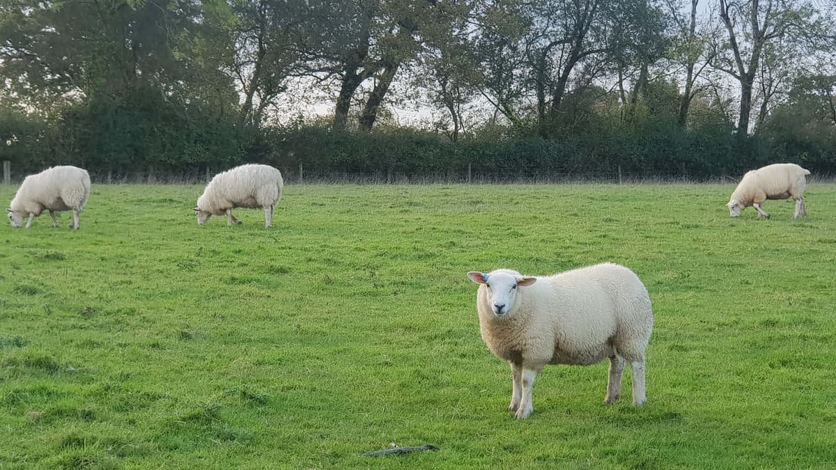 MP Ian LiddellGrainger reminds farmers they can shoot dogs worrying